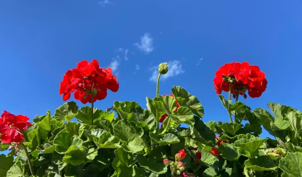 Nové odrůdy muškátů