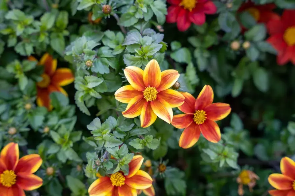 Dvouzubec převislý