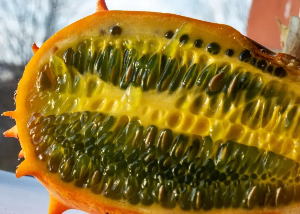 Kiwano