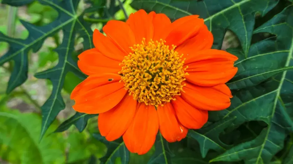 Mexická slunečnice