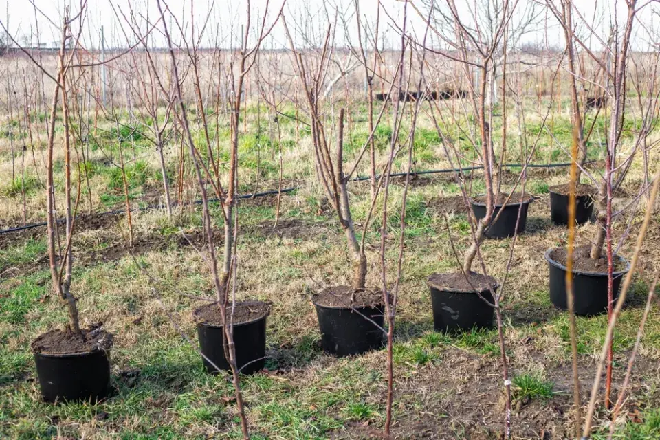 Co dělat, pokud od sousedů prorůstají kořeny stromů