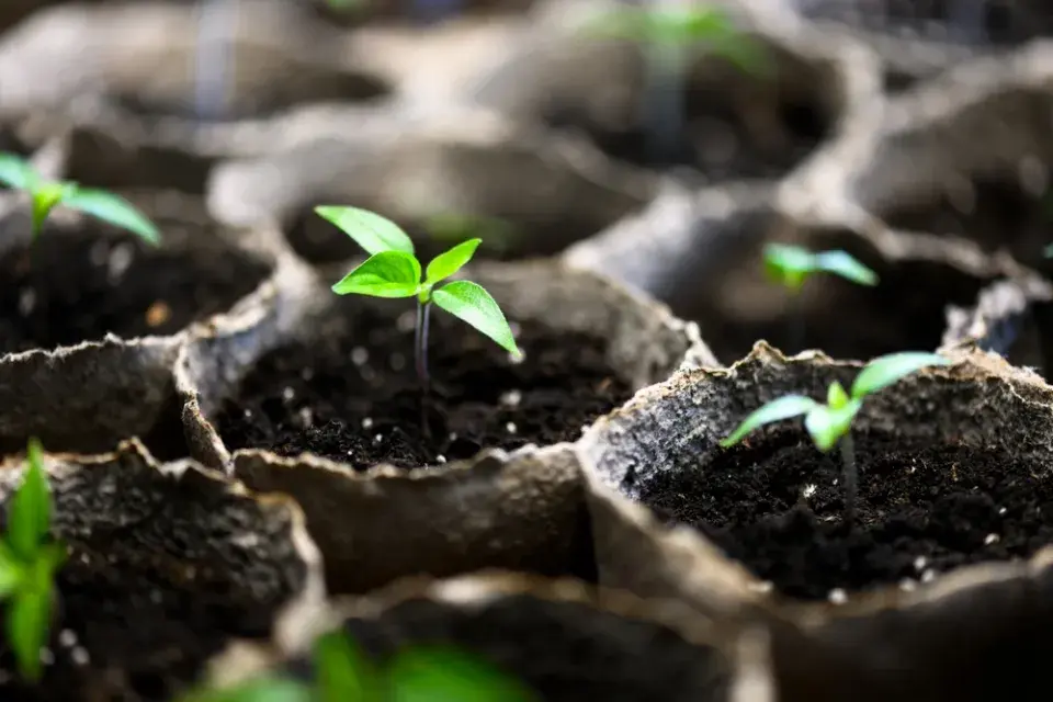 Předpěstování květin