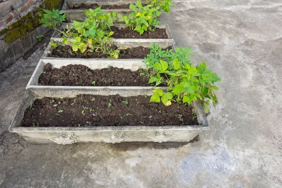 Nemáte zahradu? Vyzkoušejte si pěstování zeleniny v truhlících