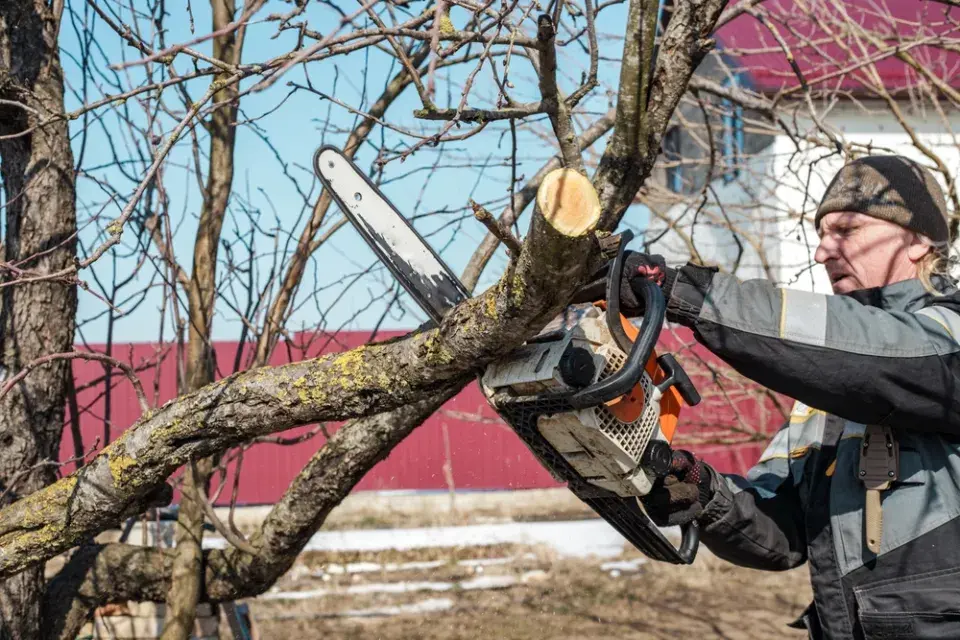 Řez ovocných stromů 