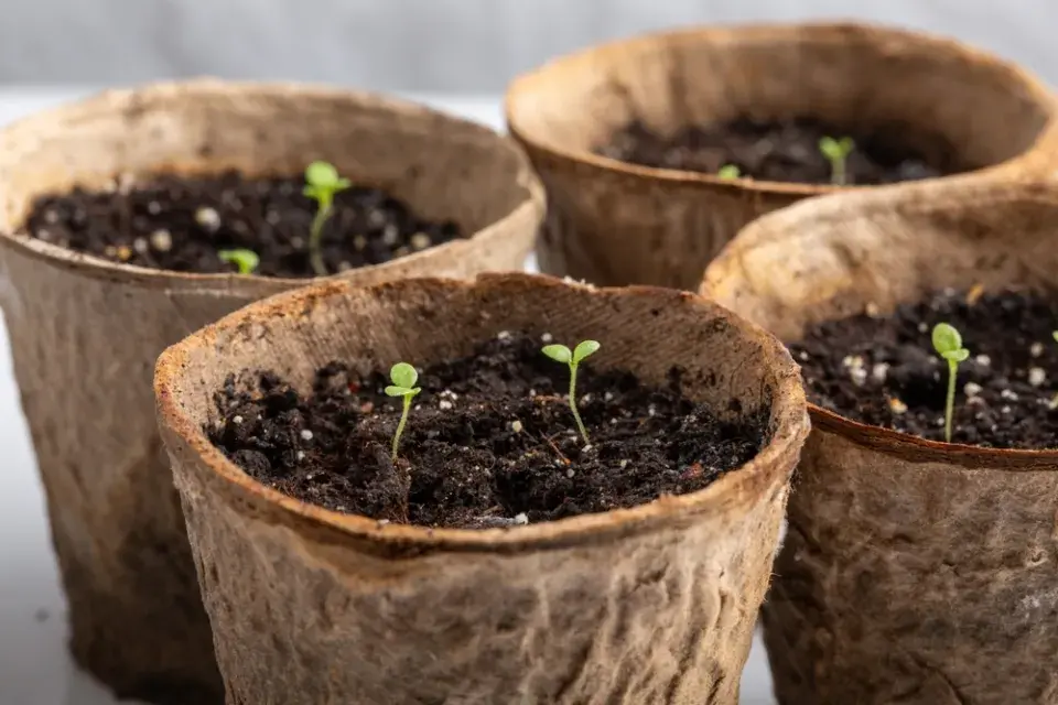 Nové sazeničky petúnií