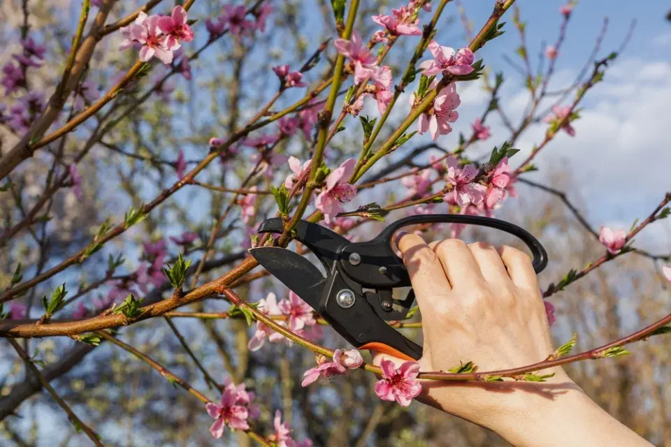 Řez ovocných stromů v době květu