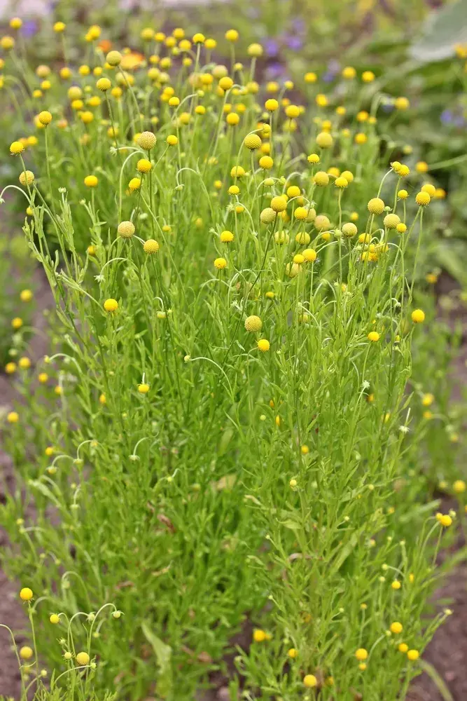 Záplevák vonný neboli jahodová tráva (Cephalophora aromatica) 