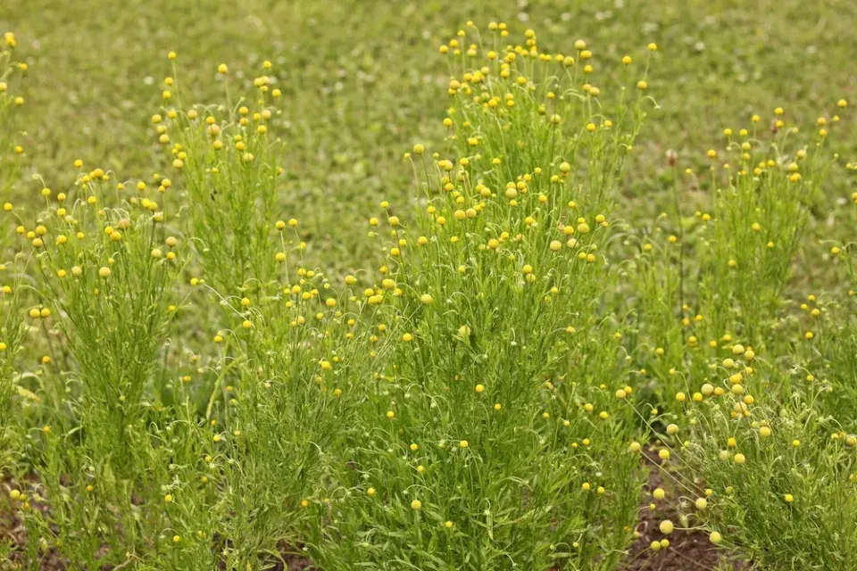 Záplevák vonný neboli jahodová tráva (Cephalophora aromatica) 