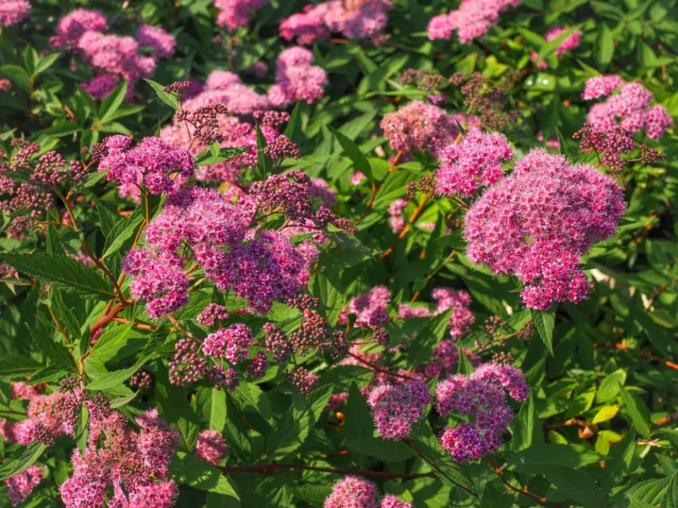 Keře kvetoucí na jaře