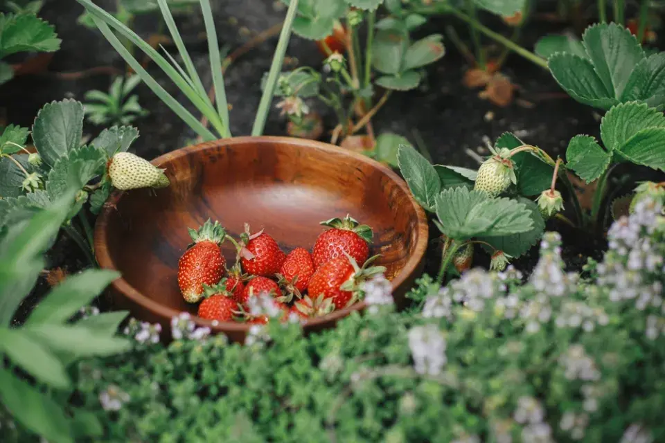 Co zasadit k jahodám