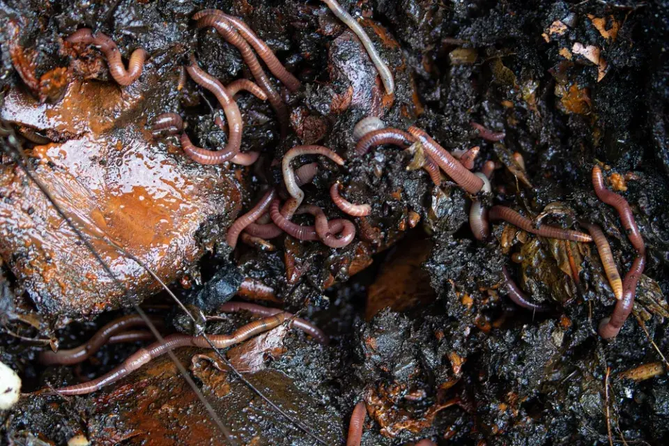 Kalifornské žížaly