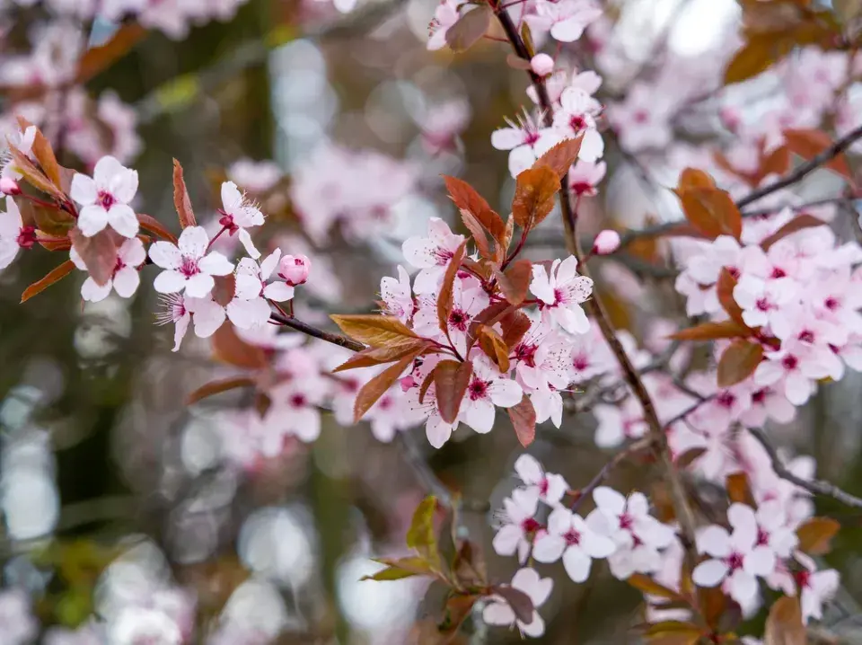 TOP 10 nejkrásnějších stromů kvetoucích na jaře
