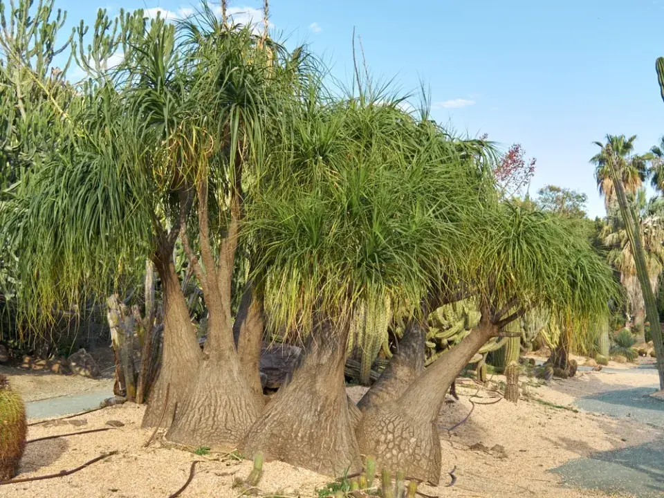 Bokarnea tlustokmenná