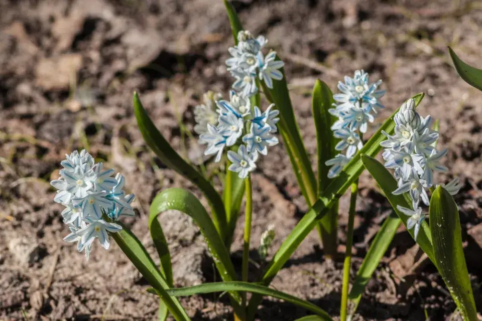 Vyhlašujeme TOP 10 nejzajímavějších jarních cibulovin