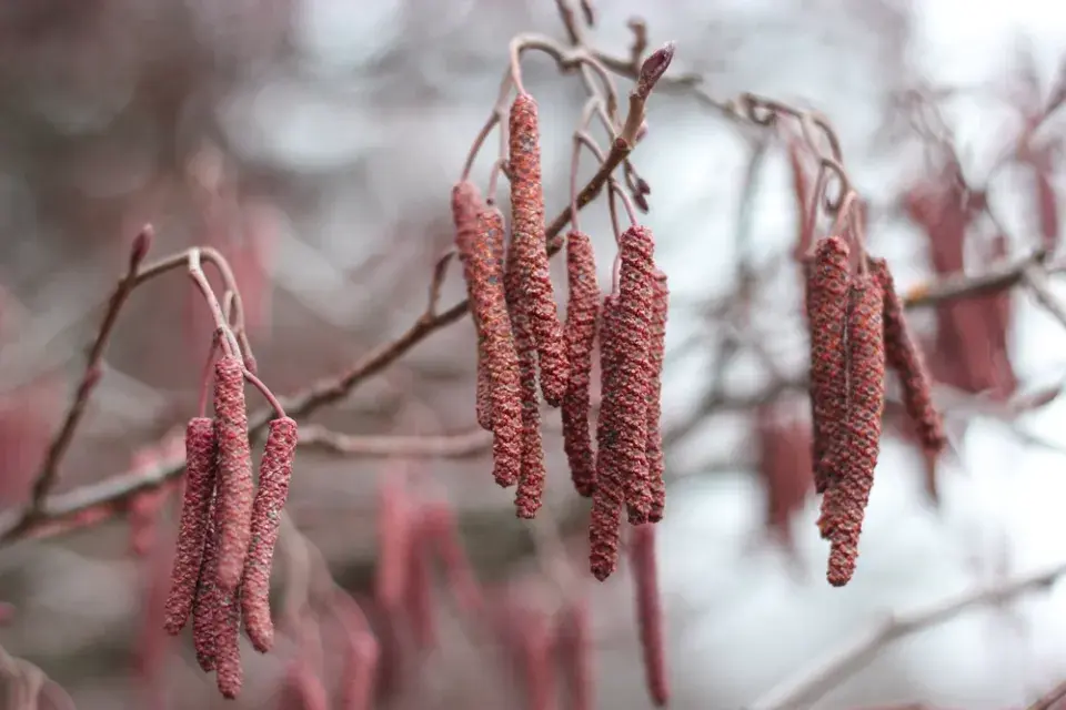 TOP 10 nejkrásnějších stromů kvetoucích na jaře