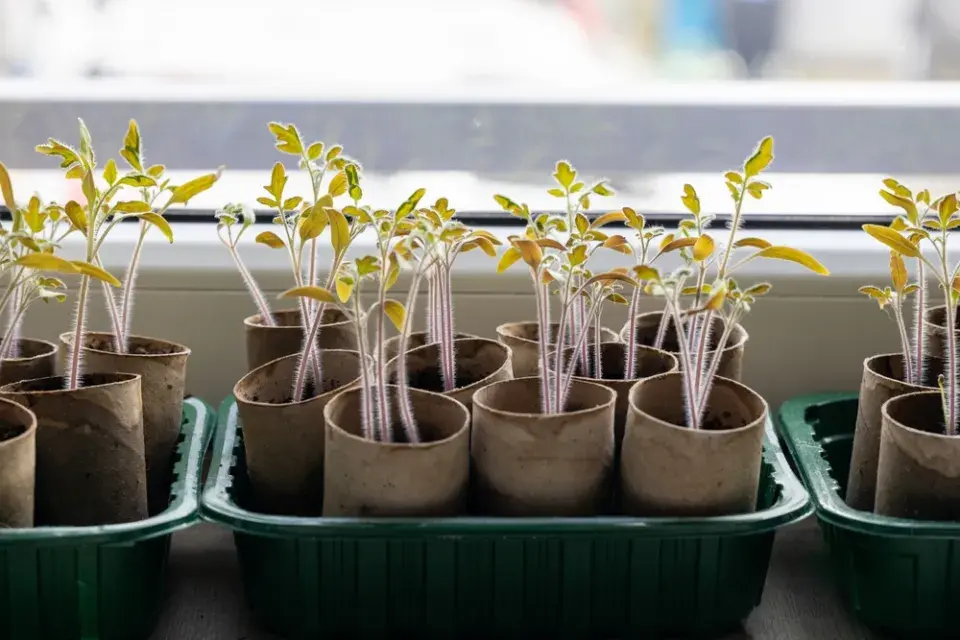 Tenké nitky vs. silné sazenice. Rozdíl, který rozhoduje o úrodě