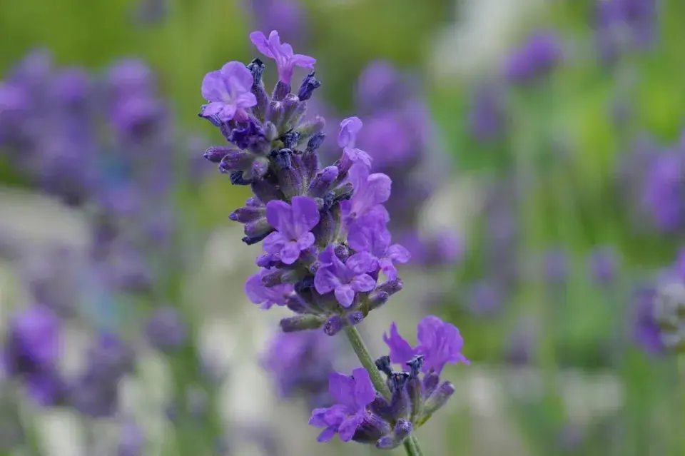 Rostliny proti komárům