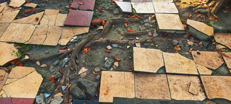 Co dělat, pokud od sousedů prorůstají kořeny stromů