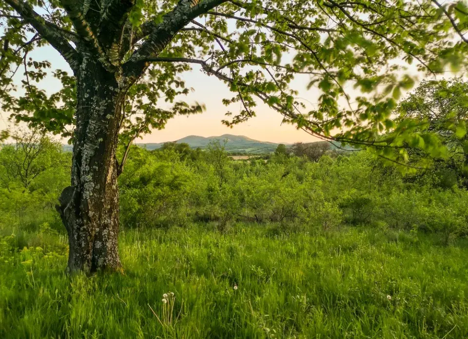 Lišejník na stromech