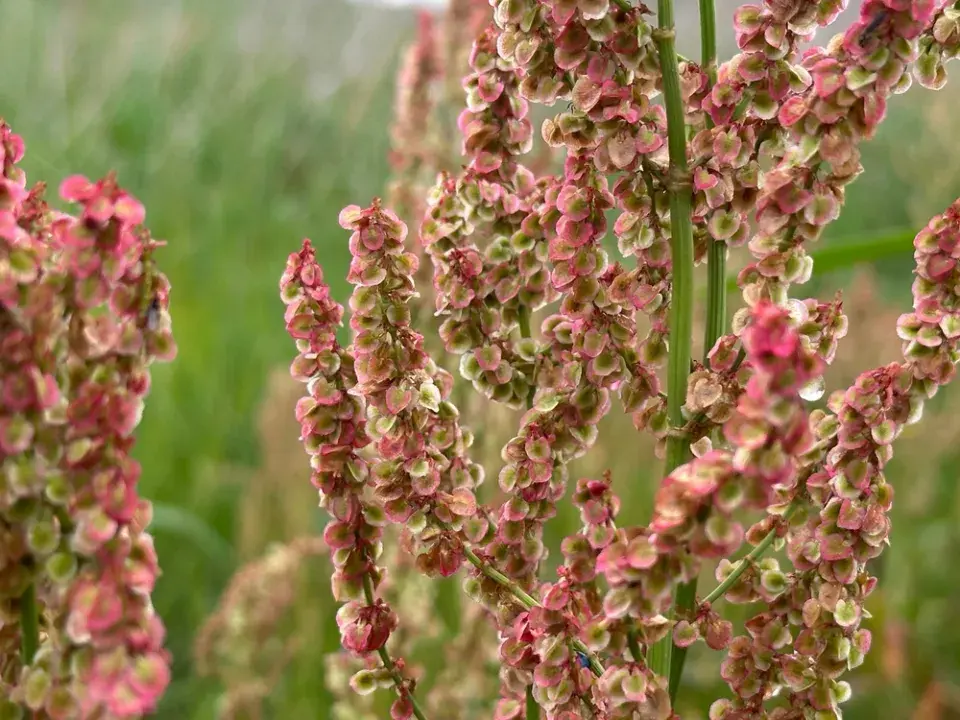 Květenství šťovíku