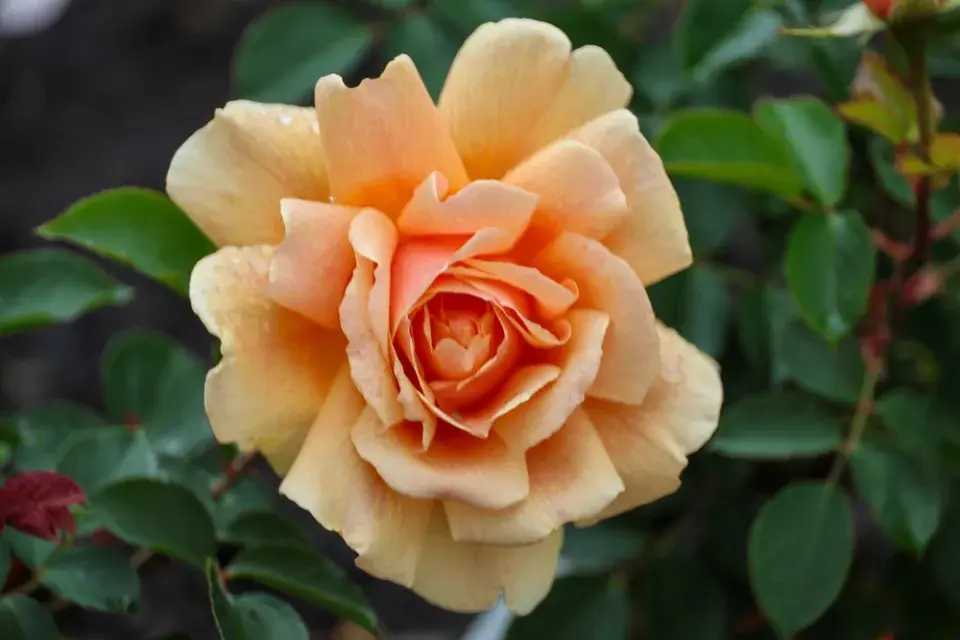 Nádherný květ růže