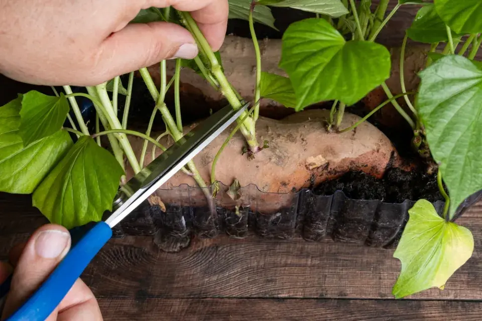 Pěstování batátů