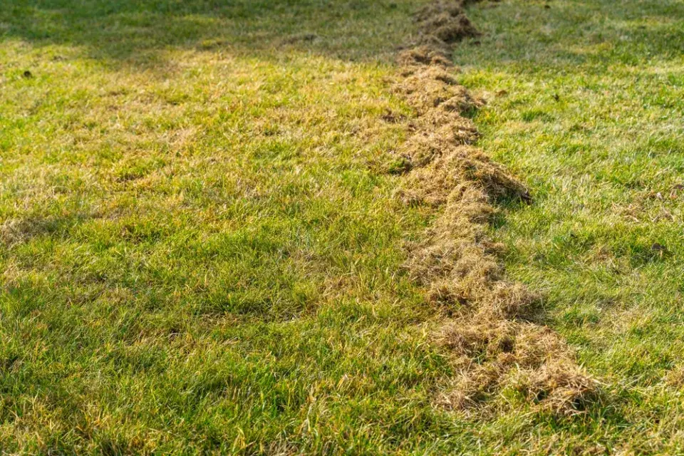 Regenerace trávníku po zimě