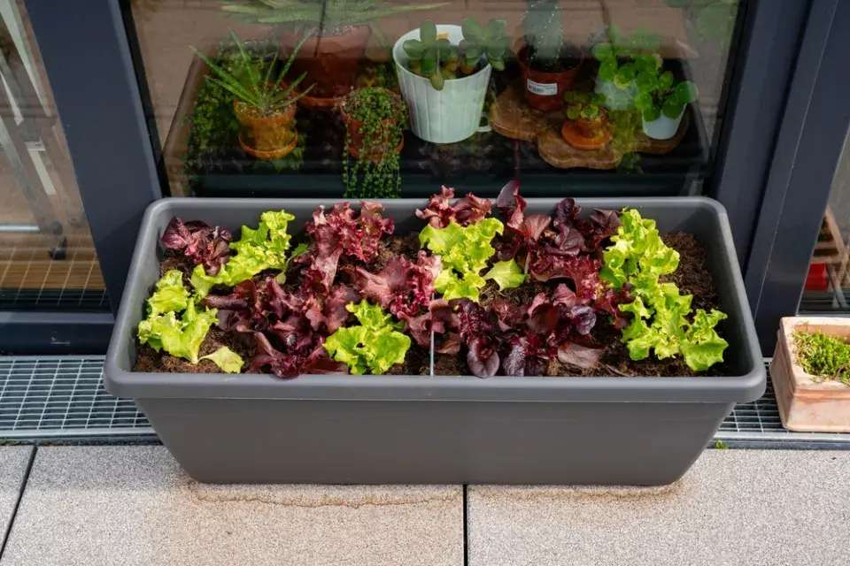 Nemáte zahradu? Vyzkoušejte si pěstování zeleniny v truhlících