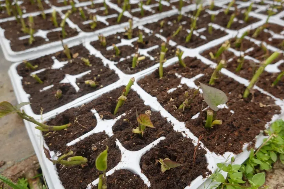 Pěstování batátů