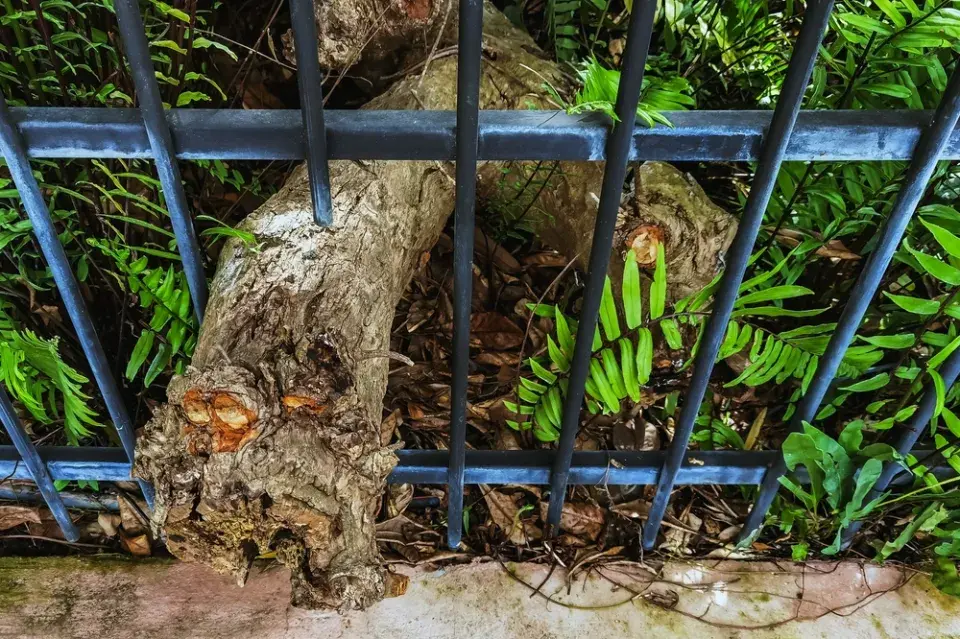 Co dělat, pokud od sousedů prorůstají kořeny stromů