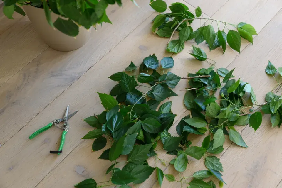 Řez pokojového ibišku