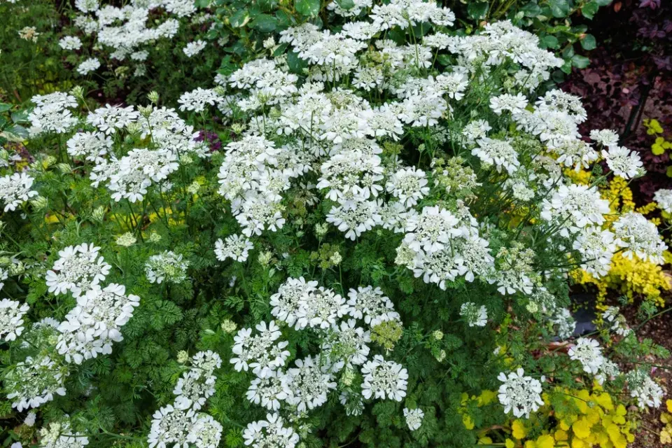 Paprska velkokvětá (Orlaya grandiflora) 