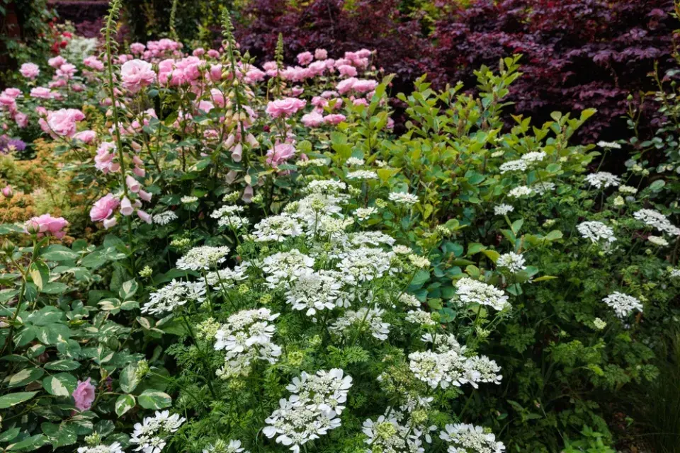 Paprska velkokvětá (Orlaya grandiflora) 