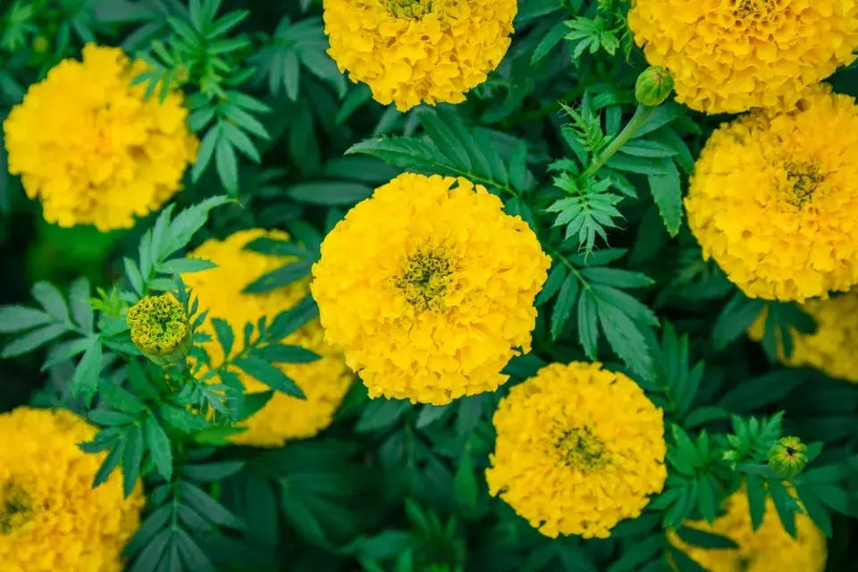 Afrikán vzpřímený