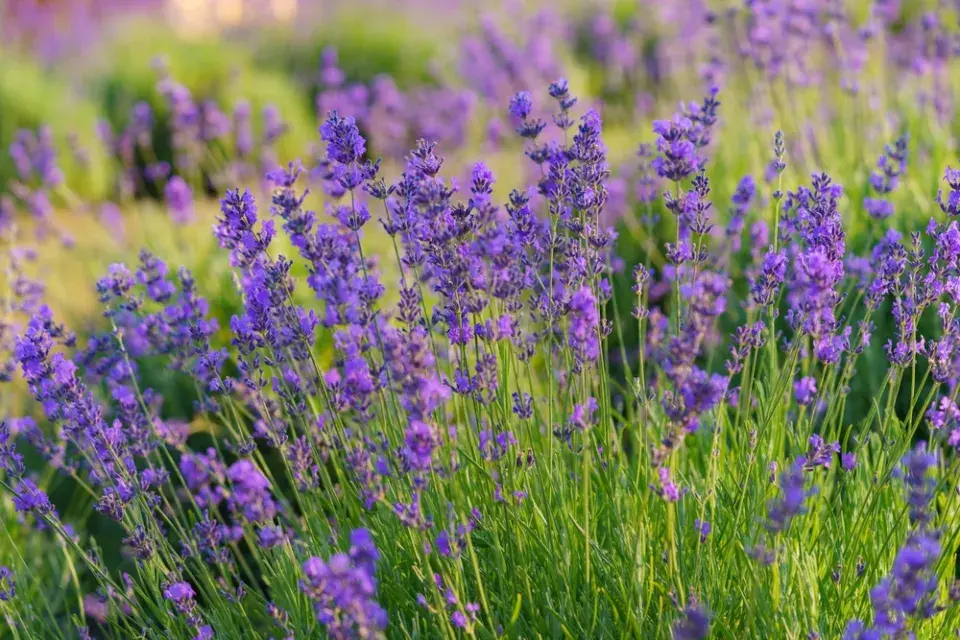 Řez okrasných keřů kvetoucích v létě