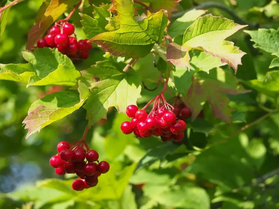 Řez okrasných keřů kvetoucích v létě