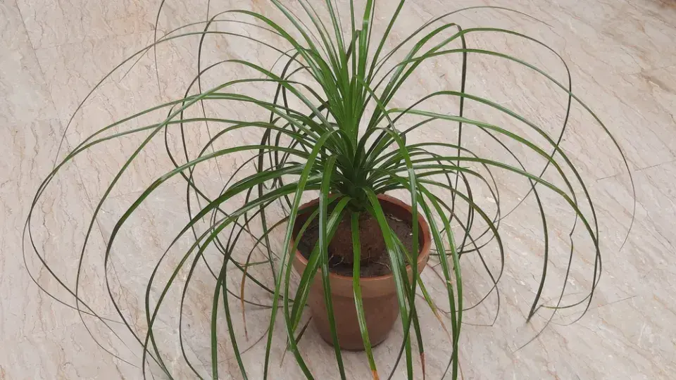 Bokarnea tlustokmenná