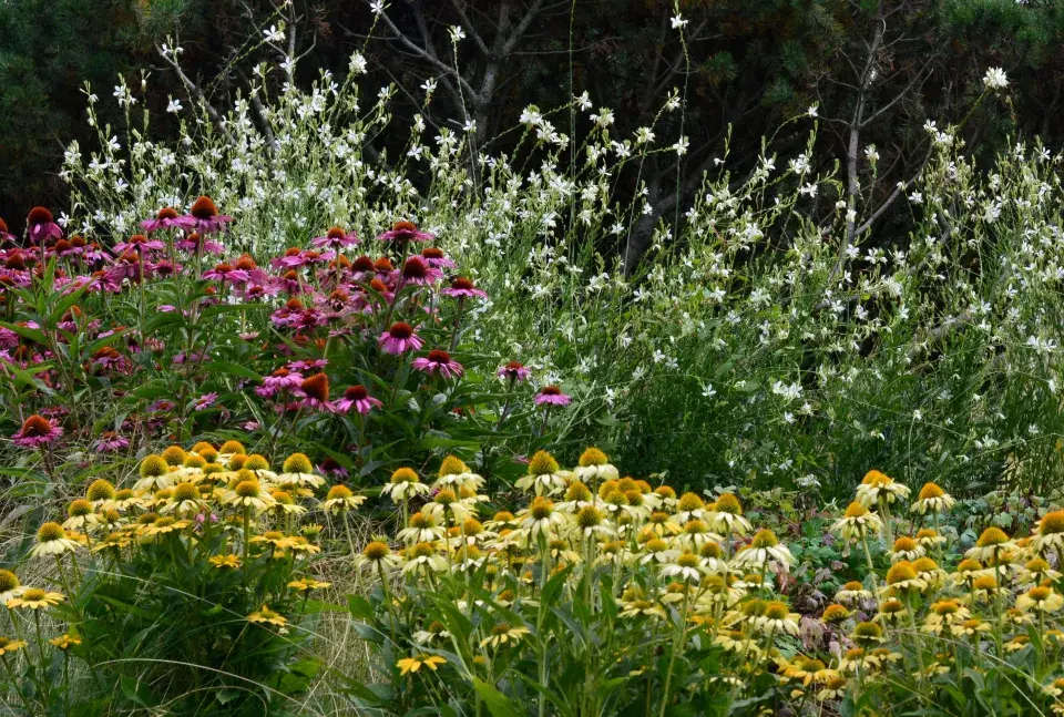 Dlouho kvetoucí trvalky 