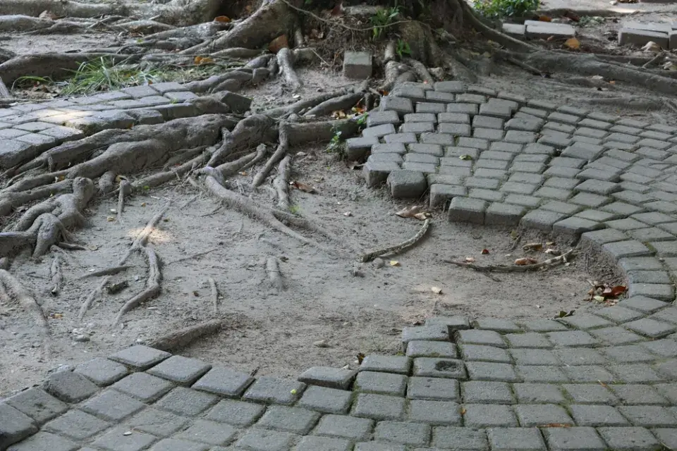 Co dělat, pokud od sousedů prorůstají kořeny stromů