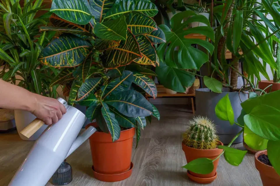 Využití vody z vařené rýže na pokojovky