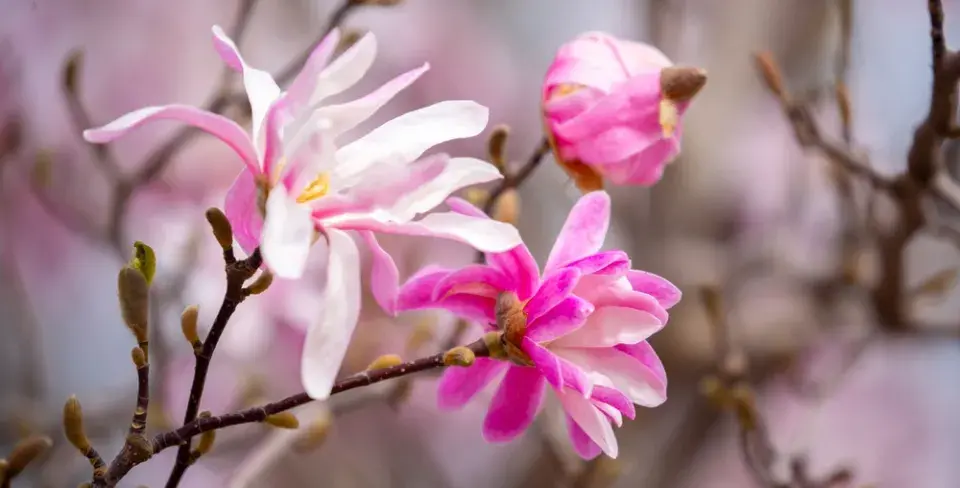 Řez okrasných keřů kvetoucích v létě