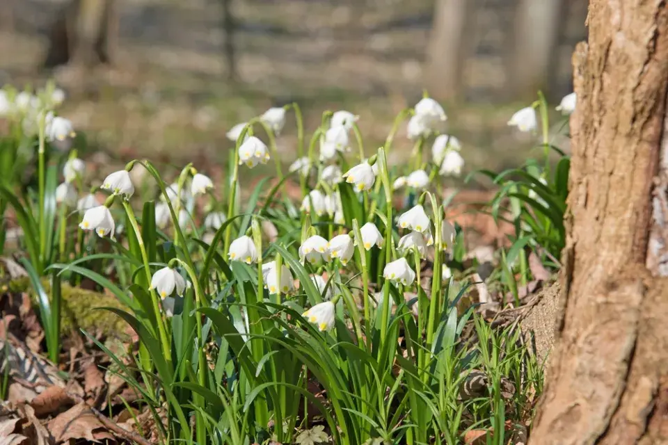 Bledule jarní (Leucojum vernum)