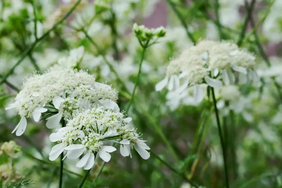 Paprska velkokvětá (Orlaya grandiflora) 