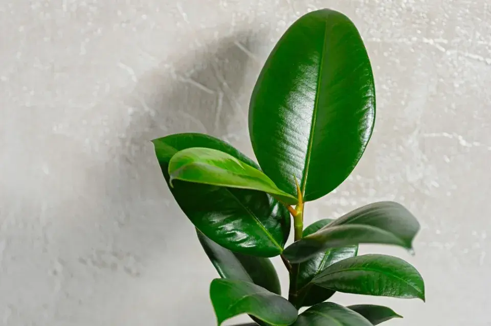 Nejčastější jedovaté pokojovky v českých domácnostech