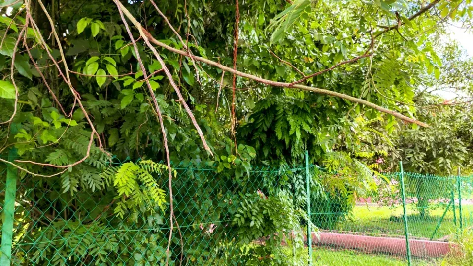 Sousedský spor. Když větve od souseda zasahují na můj pozemek