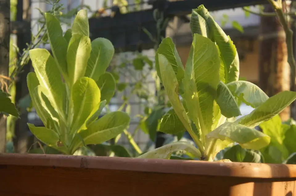 Nemáte zahradu? Vyzkoušejte si pěstování zeleniny v truhlících