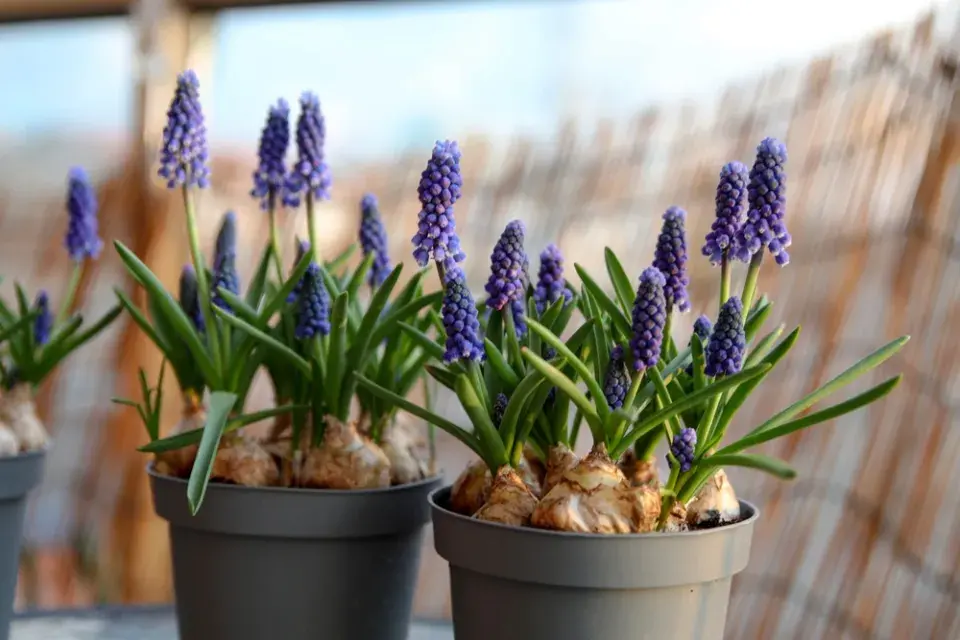 Osázení balkonu směrovaného na jihozápad