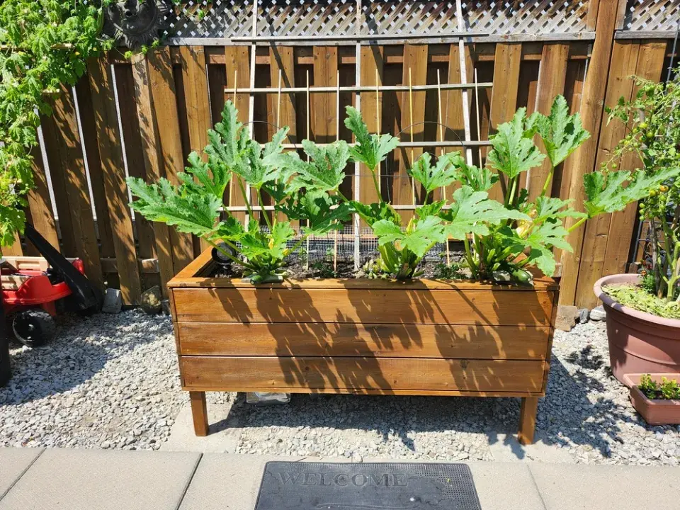 Nemáte zahradu? Vyzkoušejte si pěstování zeleniny v truhlících