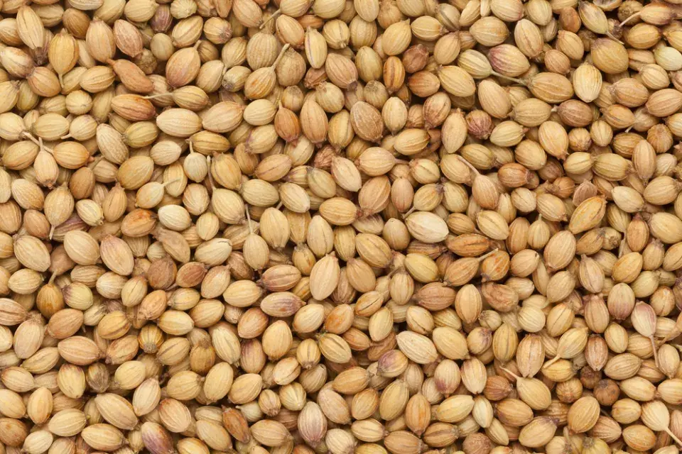 Koriandr setý (Coriandrum sativum)