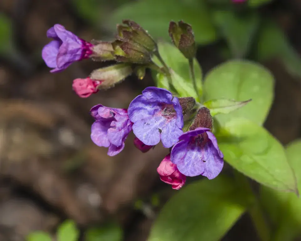 Plicník lékařský (Pulmonaria officinalis) 